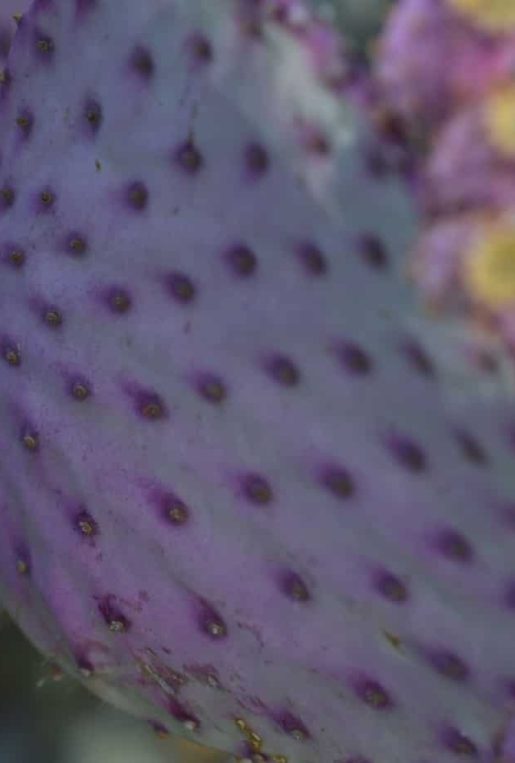 Prickly Pear Cactus Miraval Tucson Arizona